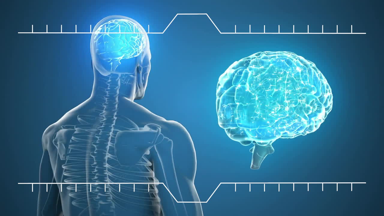 Animation of human skeleton and brain scan on digital interface, blue ...