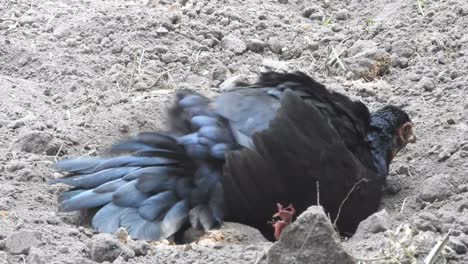 black chicken relaxing - bathing