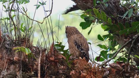 Looking-to-the-left-and-around-then-moves-forward-towards-the-left,-Buffy-Fish-Owl-Ketupa-ketupu,-Juvenile,-Thailand