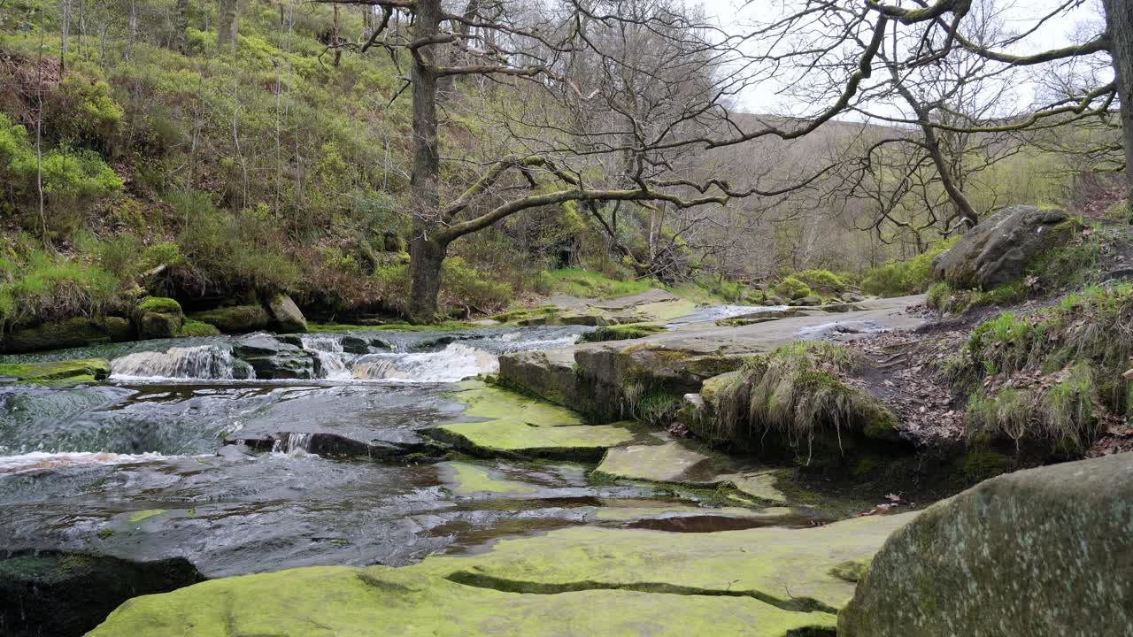 cascada de arroyo de bosque en movimiento lento, escena de serenidad de la naturaleza con piscina tranquila debajo, vegetación exuberante y piedras cubiertas de musgo, sensación de paz y belleza intacta de la naturaleza en el ecosistema forestal