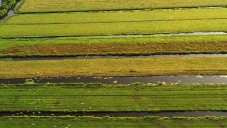 vista aérea del campo holandés con canales y campos