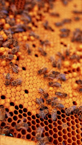 honey bee brood ready to hatch. frame of honeycombs with bee larvae. working bees covering the frame. close up. vertical video