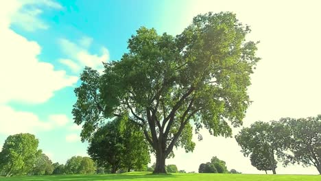 hd circling a huge tree, shot 8