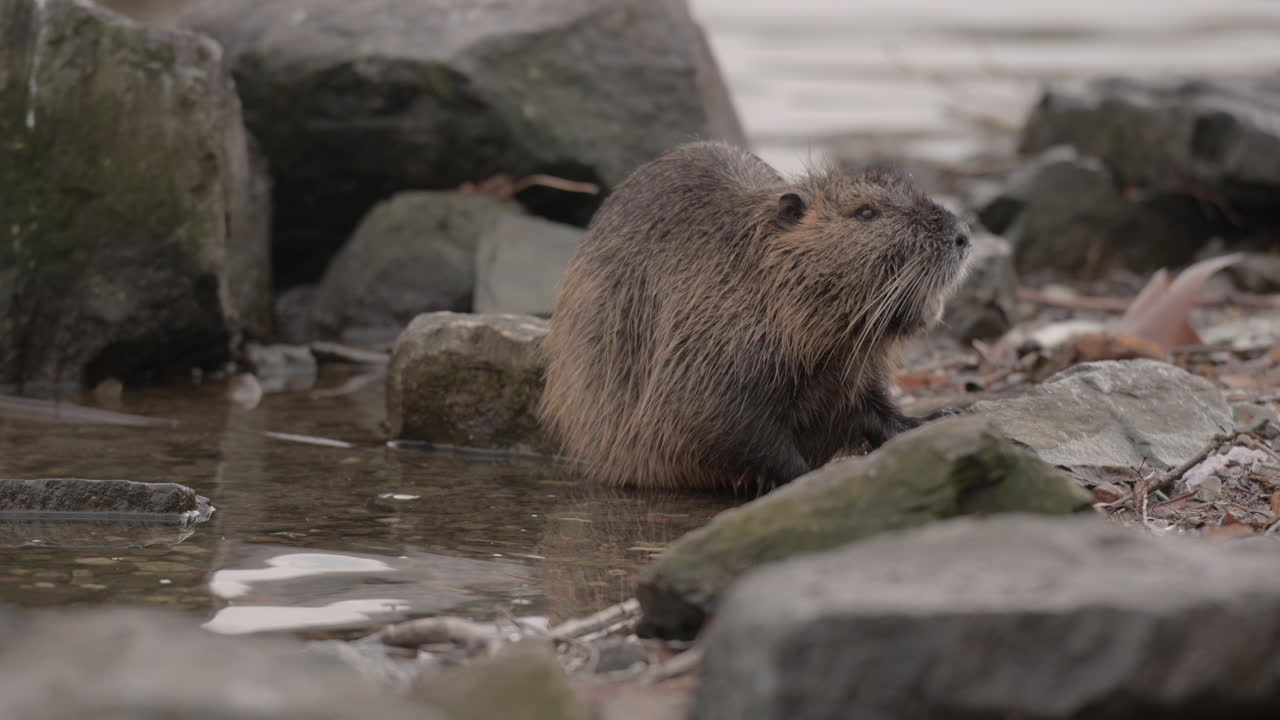 Nutria Coypu Rat eating on rocky Riverbank, Prague Czechia, CloseUP