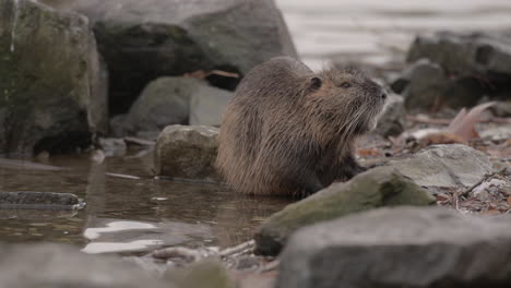 nutria coypu rat eating on rocky riverbank, prague czechia, closeup