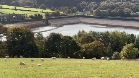 English,-Yorkshire-countryside-scene-with-farmland,-fields,-pastures,-grazing-sheep,-drystone-walls-and-lake