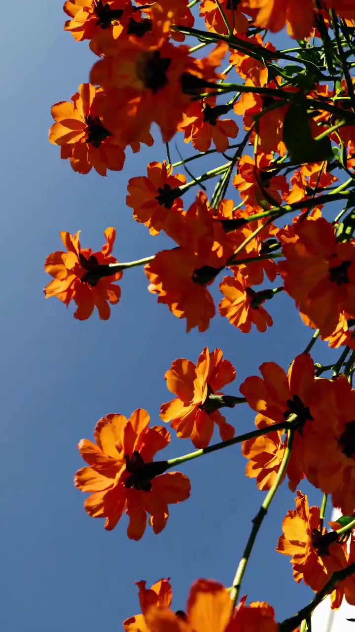 Fiori Arancioni Vivaci che Ondeggiano Contro un Cielo Azzurro Limpido