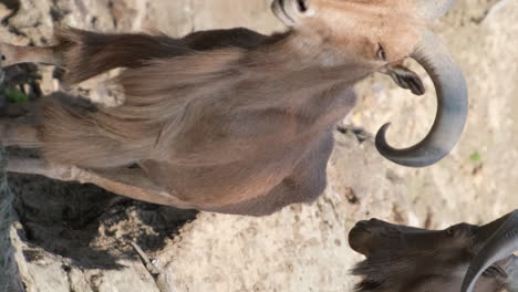 alpine ibex in mountain environment alpine ibex capra ibex in mountain environment high quality footage