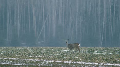 european roe deer flock eating on rape raps field in evening dusk