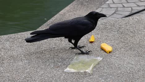 crow pecking and moving food items