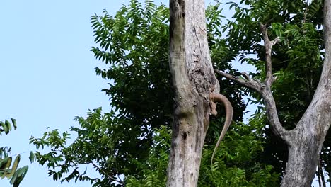 El-Lagarto-Monitor-Nublado-Se-Encuentra-En-Tailandia-Y-Otros-Países-De-Asia