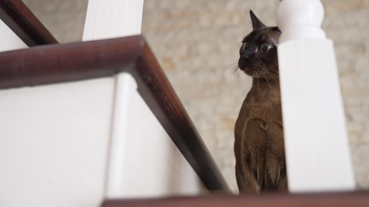 Gatto sulle scale di casa. Gatto domestico sulle scale di casa.