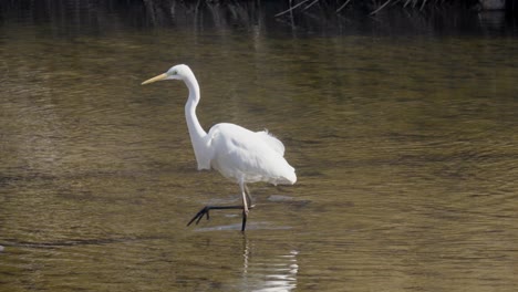 great white egret or heron walking in shallow stream water south korea