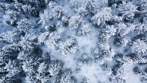 a snowcovered spruce forest from above