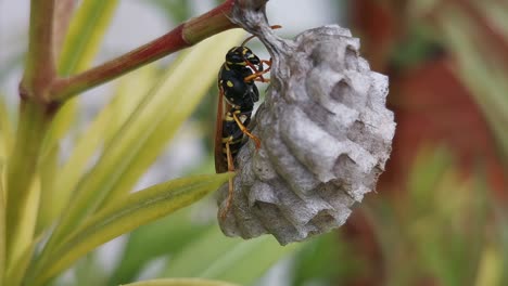 unique macro footage of a wasp building its nest on a flower, by licking its legs, and working hard - slow motion