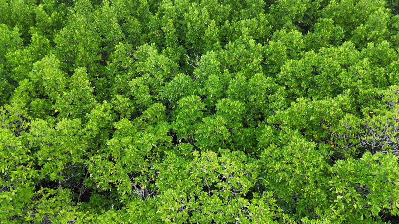Drone captures vibrant green mangrove forest from above, showcasing dense foliage and natural beauty in Port Douglas, Australia
