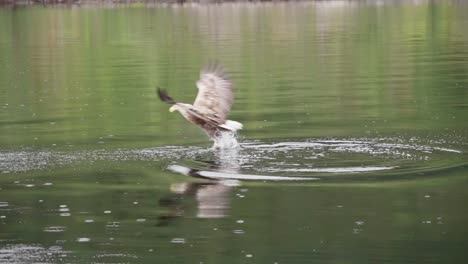 white-tailed eagle catching fish