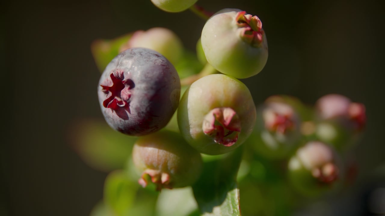 Cluster Of Blueberries In Different Stages Of Ripening With Vibrant Color Gradient. Close-up Shot