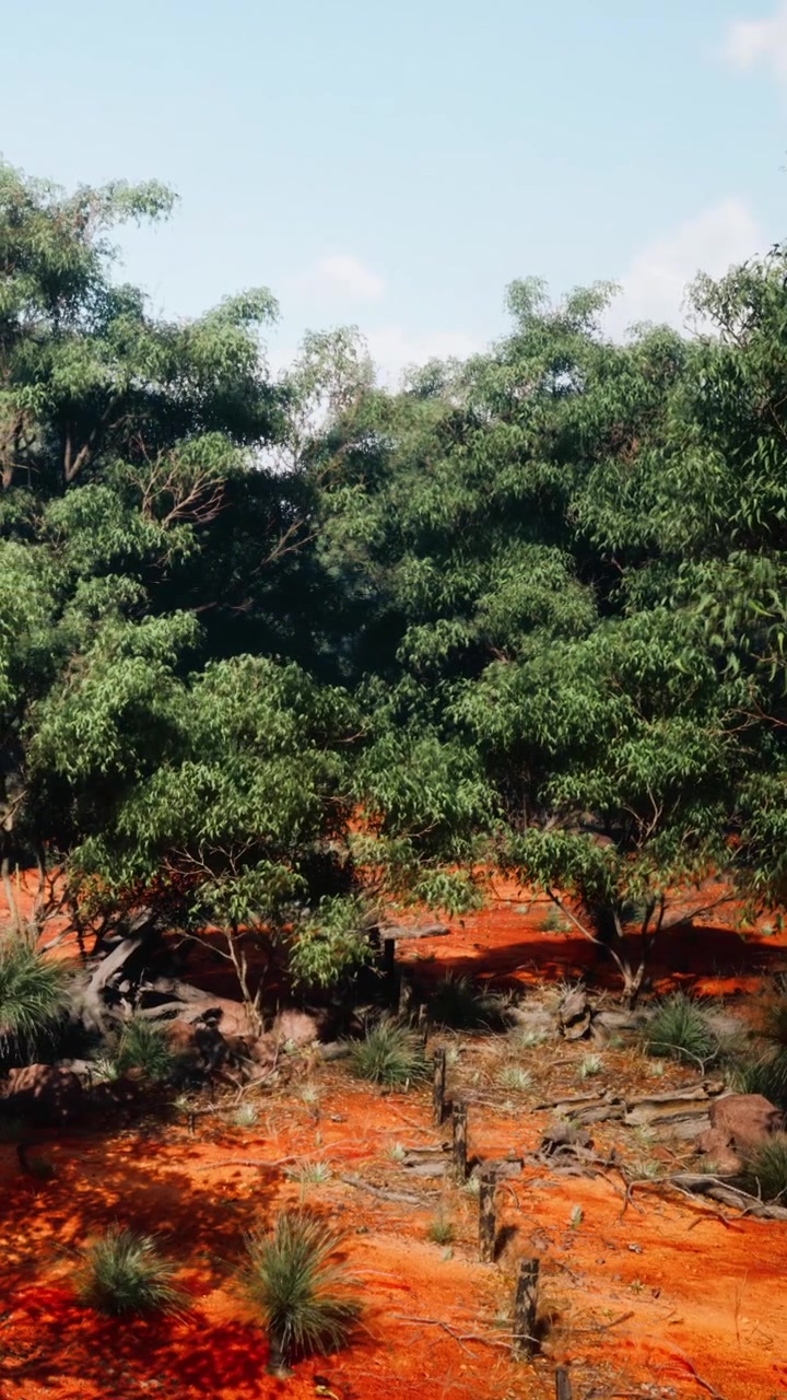 Alberi verdi coprono la terra con terreno arancione visibile in una zona remota