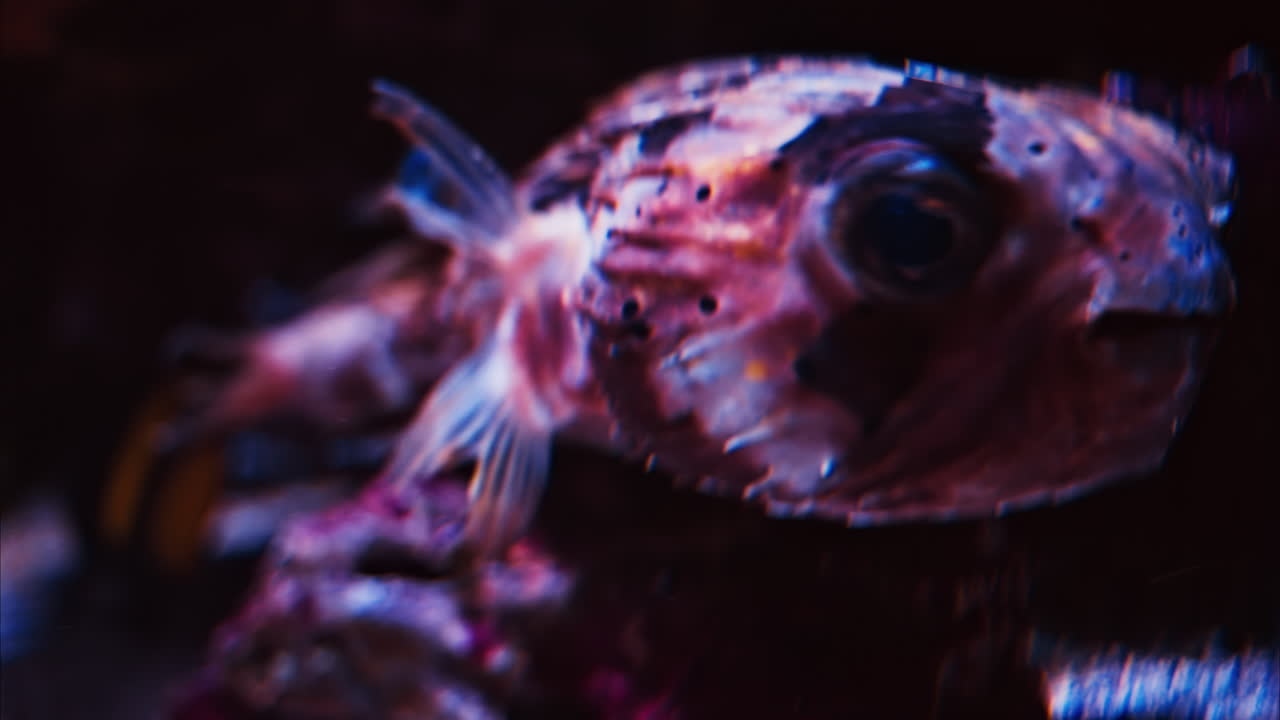 Close up of a Cyclichthys fish swimming near coral reefs
