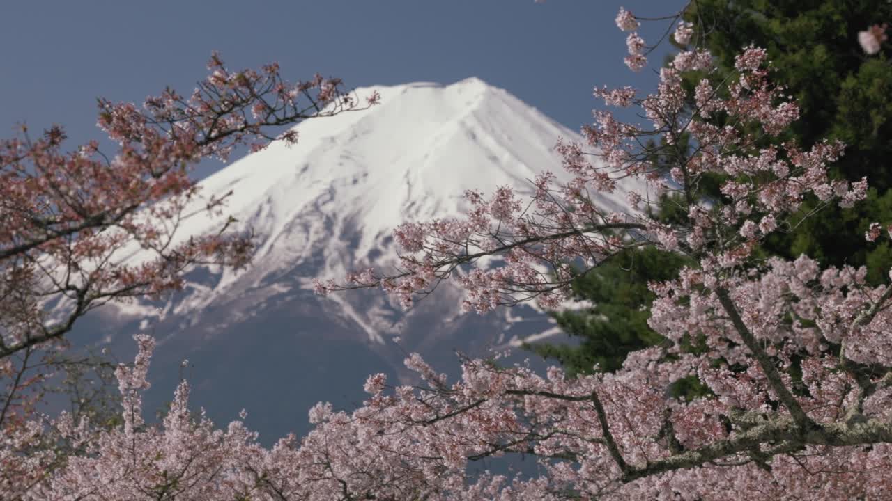 Kiraz çiçekleriyle çevrili Fuji Dağı'nın panoramik çekimi.