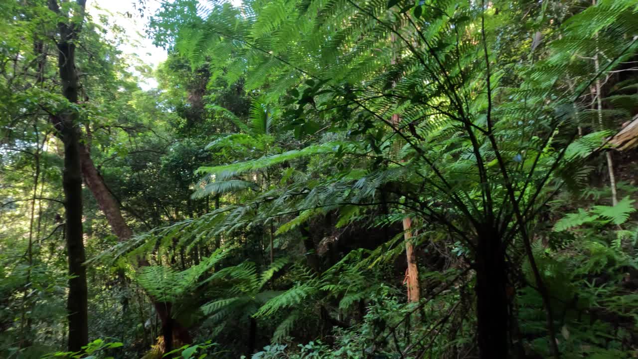 густая зелень и высокие деревья в лесу спрингбрук