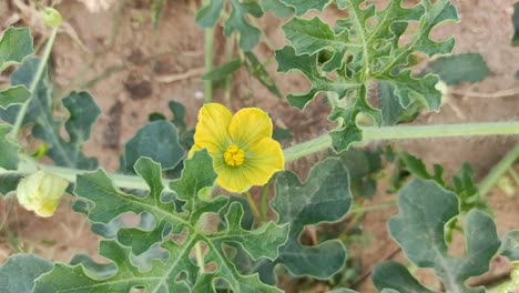 una mosca chupando jugo de la flor amarilla de la vid de sandía