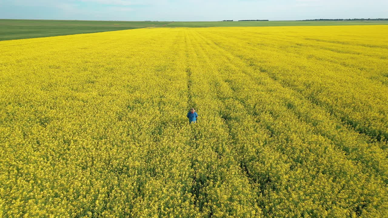 Young male Caucasian farmer and agronomist walking in vast tall yellow canola field row on sunny day, Saskatchewan, Canada, overhead rising aerial pull back
