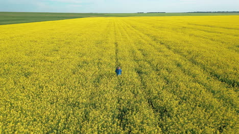 young male caucasian farmer and agronomist walking in vast tall yellow canola field row on sunny day, saskatchewan, canada, overhead rising aerial pull back
