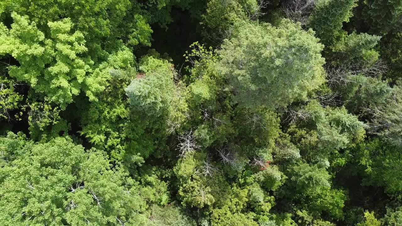 Aerial Shot Of Beautiful Forest Landscape In Mountain Environment
