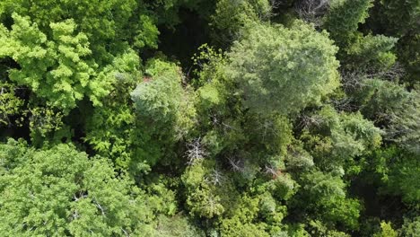 Toma-Aérea-De-Un-Hermoso-Paisaje-Forestal-En-Un-Entorno-De-Montaña