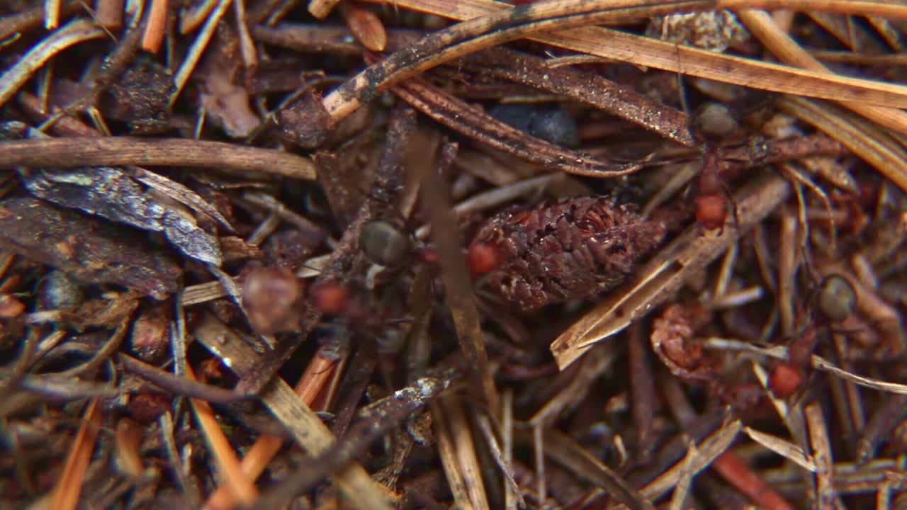 Close-up of Ants on Forest Floor