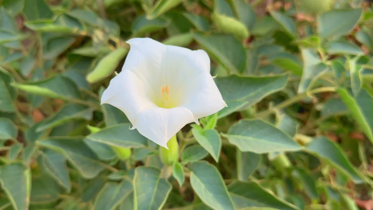 tracking shot of white dhatura flower Datura is a genus of nine species of highly poisonous, vespertine-flowering plants belonging to the nightshade family