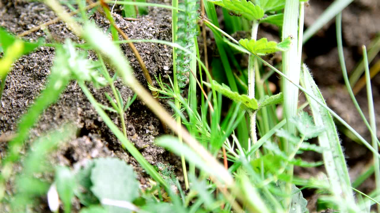 잔디에 있는 개미집: 많은 개미들이 땅 위에서 달려다니며 알과 새끼를 구하고 있다.