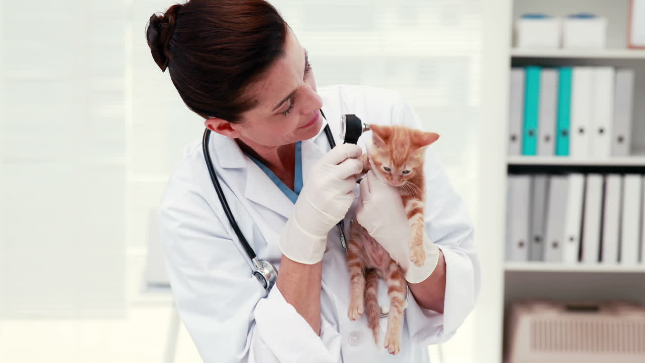 Veterinarian examining a cat with its owner 