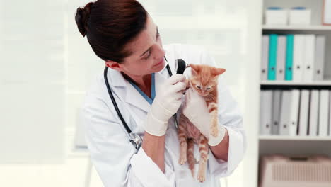 dierenarts die een kat met zijn eigenaar onderzoekt
