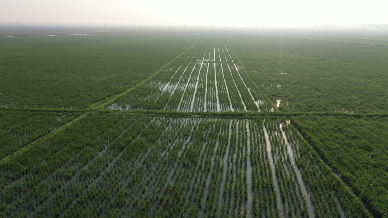 campos de arroz en la niebla de la mañana