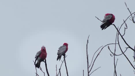 tres pájaros galah sentados en la parte superior de las ramas de los árboles acicalándose