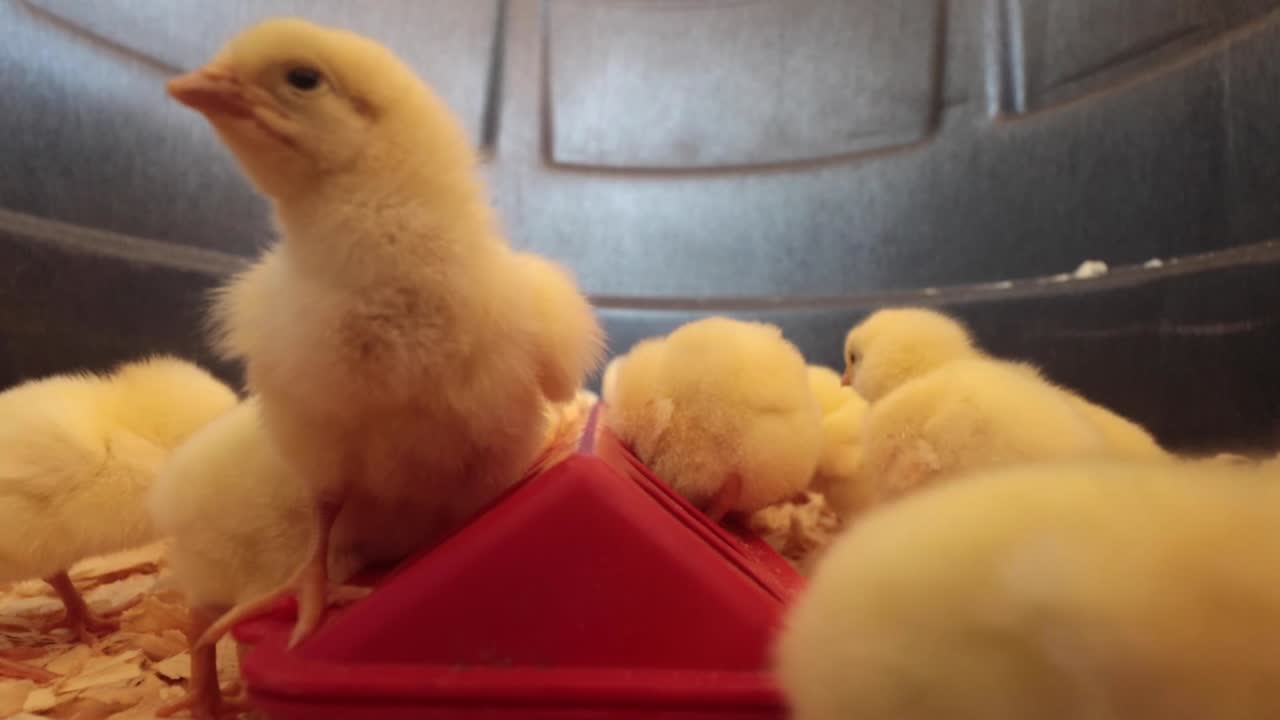 HD Slow Motion video of one day old baby chicks in chicken brooder.