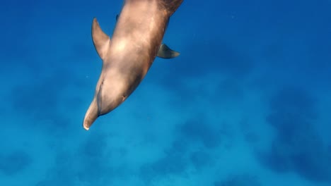 A-Dolphin-Swimming-Towards-The-Camera-In-Crystal-Clear-Water---Underwater-Shot