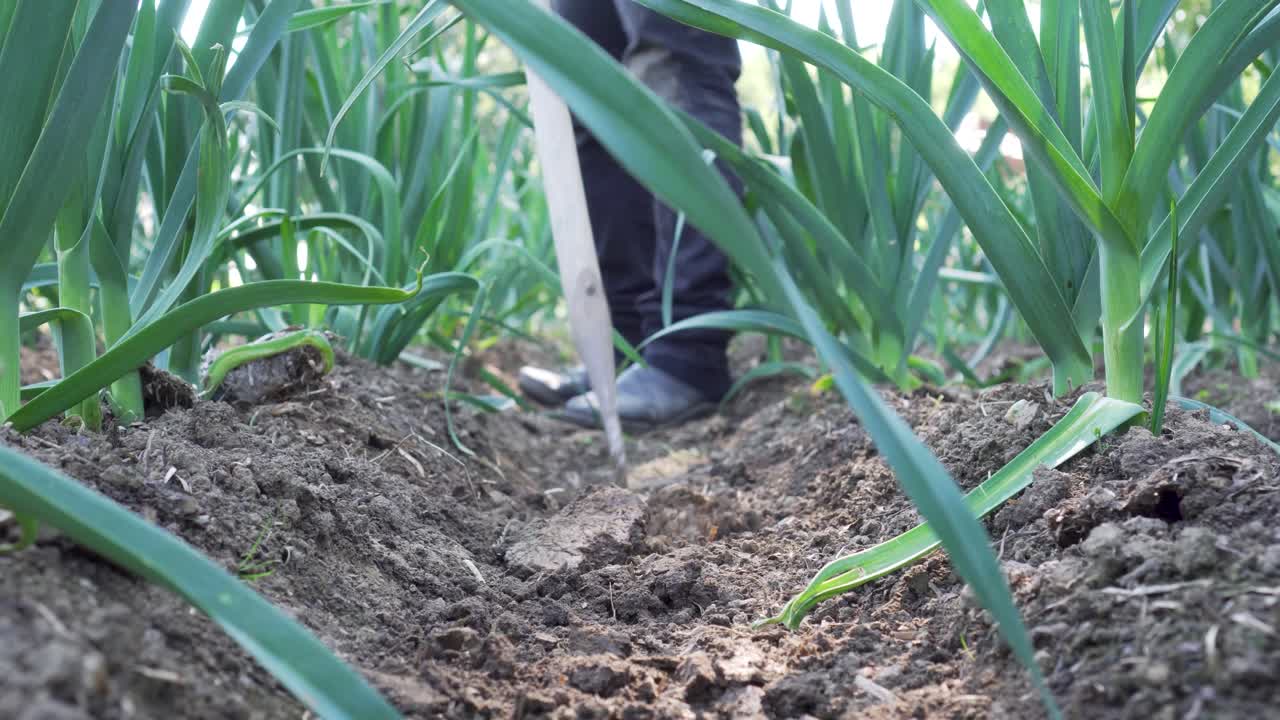 Person hoeing leeks in a vegetable garden