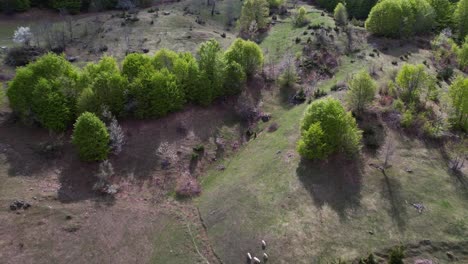 sheep grazing in pastures surrounded by green forest trees in spring