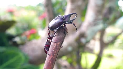 Two-male-rhinoceros-beetles-climb-to-top-of-stick,-adult-and-juvenile