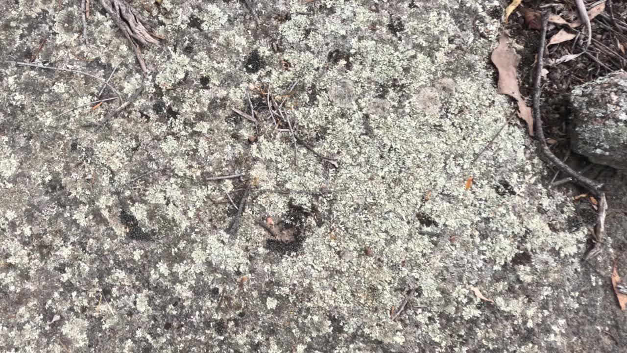 바위 표면에 있는 리의 클로즈업