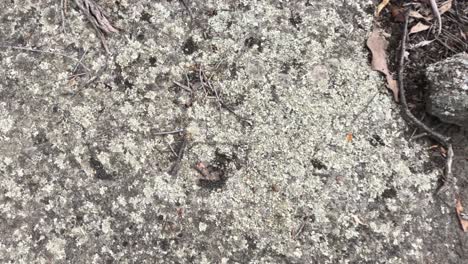 close-up of lichen on rock surface
