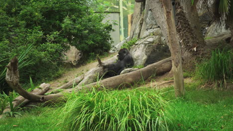 el gorila de las tierras bajas del este o gorila graueri dentro del zoológico de san diego, california, estados unidos