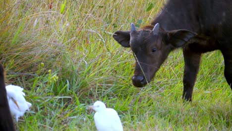 pequeño ternero pastando en un campo de hierba verde masticando y caminando cerca de un gran pájaro garceta
