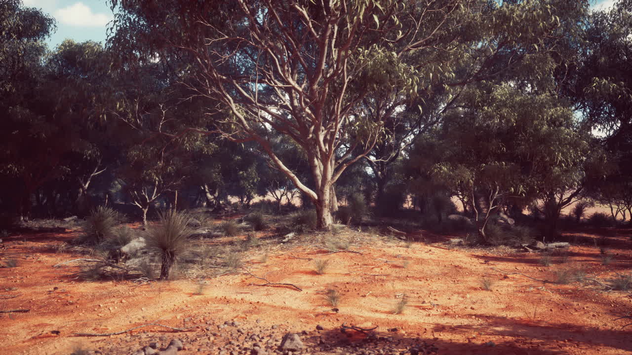 오스트레일리아 아웃백 숲