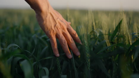 agronomist hand run spikelets wheat field close up. farmland on sunset.