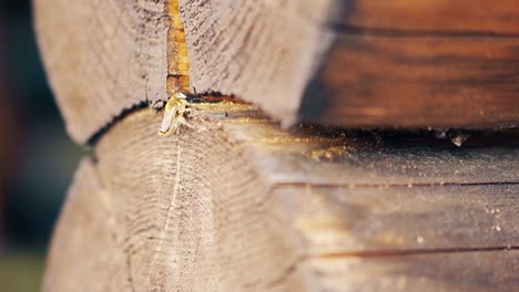 close-up slow motion the wasps fly up build a nest between the logs in the summer house